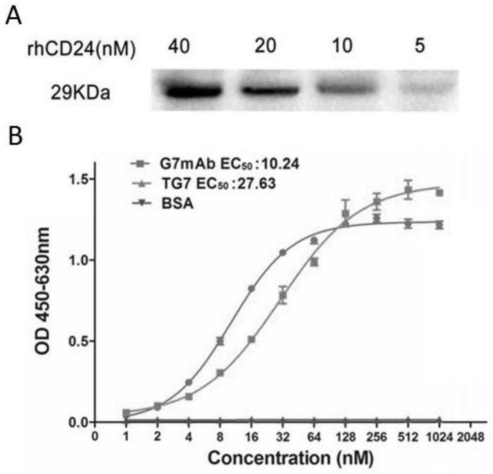 Fixed-point conjugate of anti-CD24 antibody and diethylamine diazeniumdiolate molecule and application of fixed-point conjugate