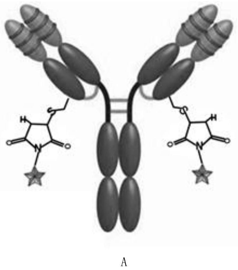 Fixed-point conjugate of anti-CD24 antibody and diethylamine diazeniumdiolate molecule and application of fixed-point conjugate