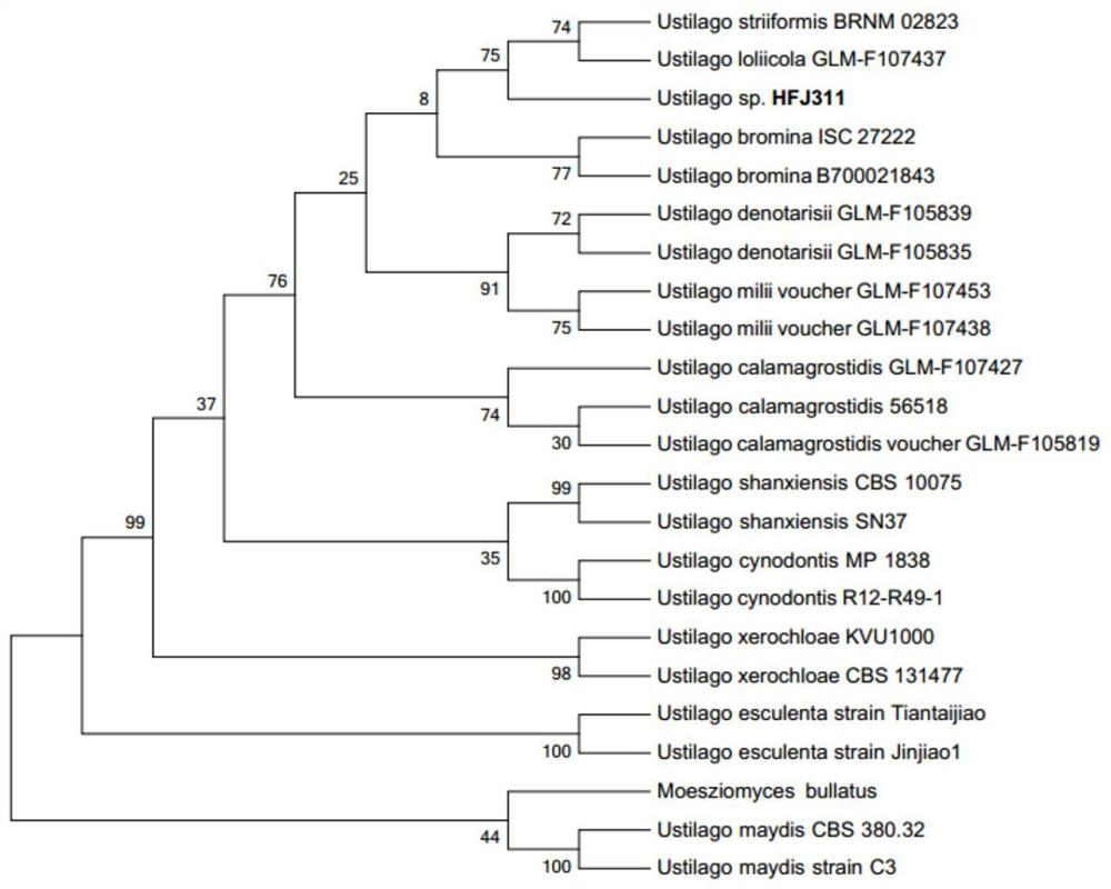 Ustilago sp. and application thereof to promotion of plant growth in normal and stress environments