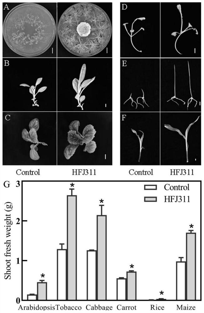 Ustilago sp. and application thereof to promotion of plant growth in normal and stress environments