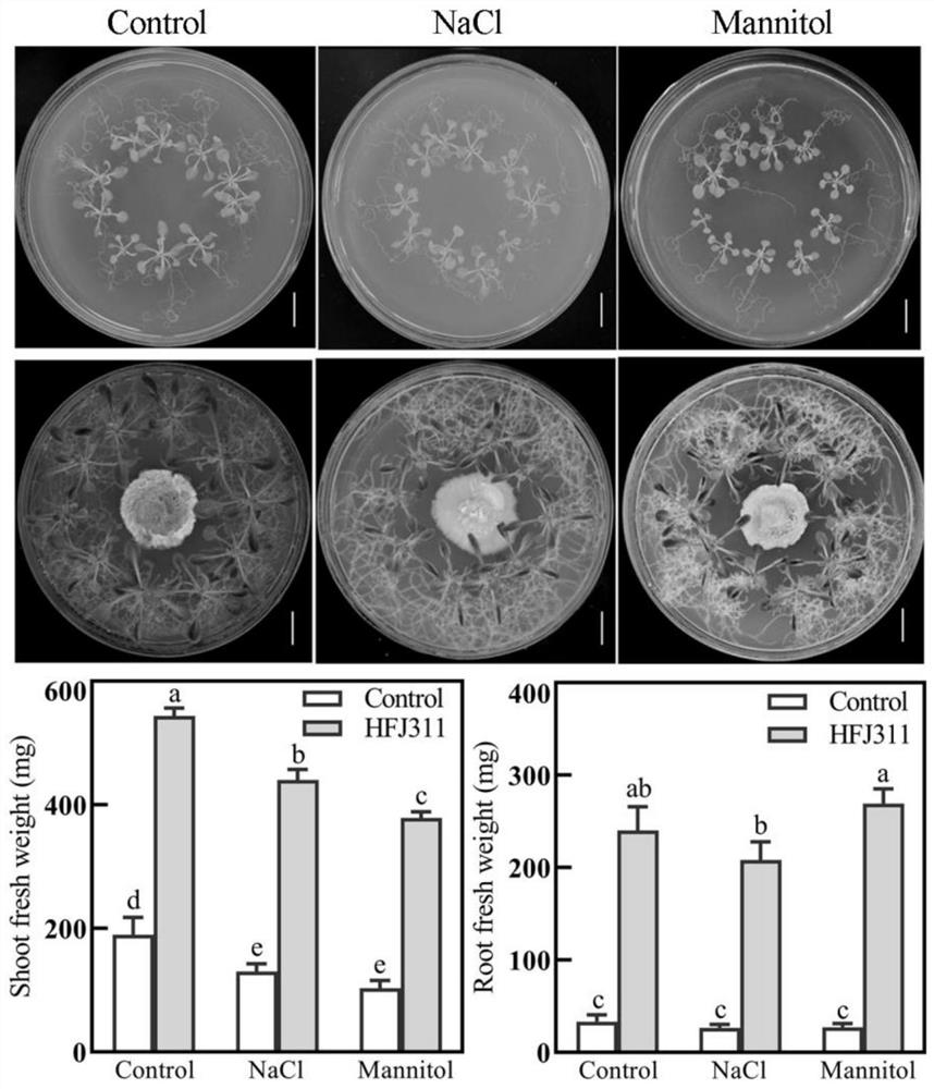 Ustilago sp. and application thereof to promotion of plant growth in normal and stress environments