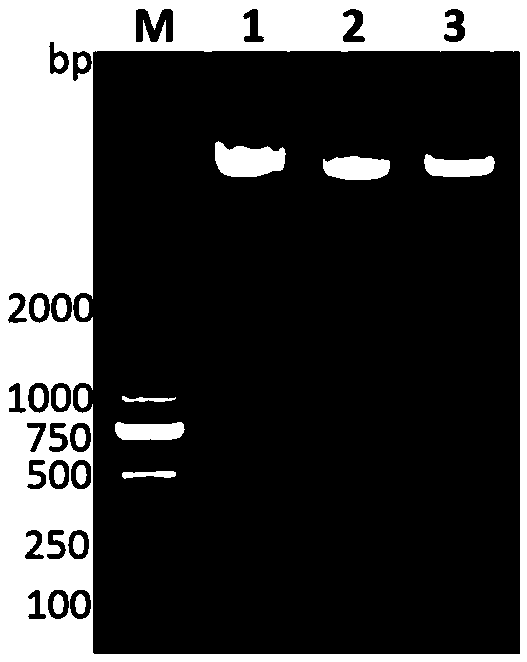 Specific gene sequence asnC for klebsiella pneumoniae causing hepatic abscess and application thereof