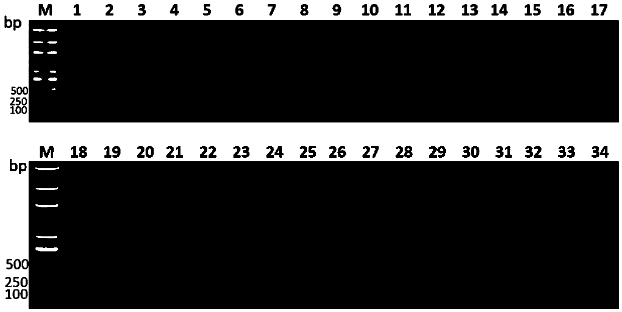 Specific gene sequence asnC for klebsiella pneumoniae causing hepatic abscess and application thereof