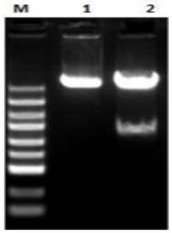Potato KNOX transcription factor StKNOX1 gene, encoded protein and application thereof