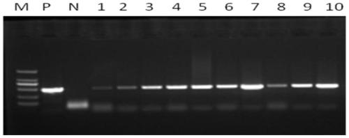 Potato KNOX transcription factor StKNOX1 gene, encoded protein and application thereof