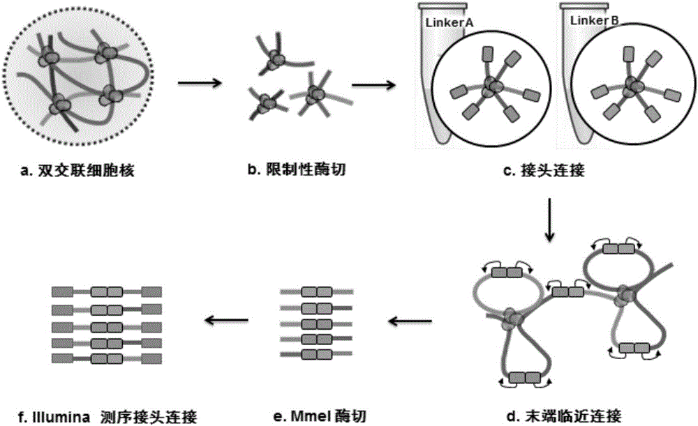 DLO Hi-C (Digestion-Ligation-Only Hi-C) chromosome conformation capture method