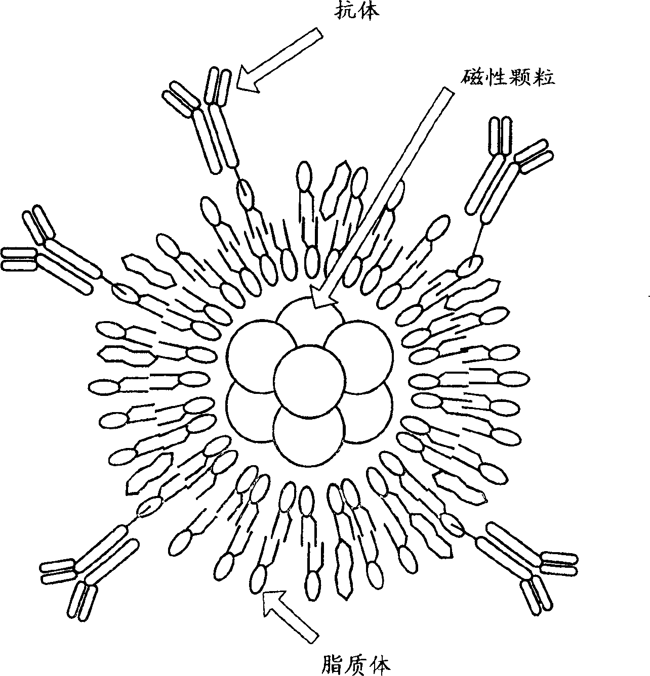 Cell culture method and cell sheet