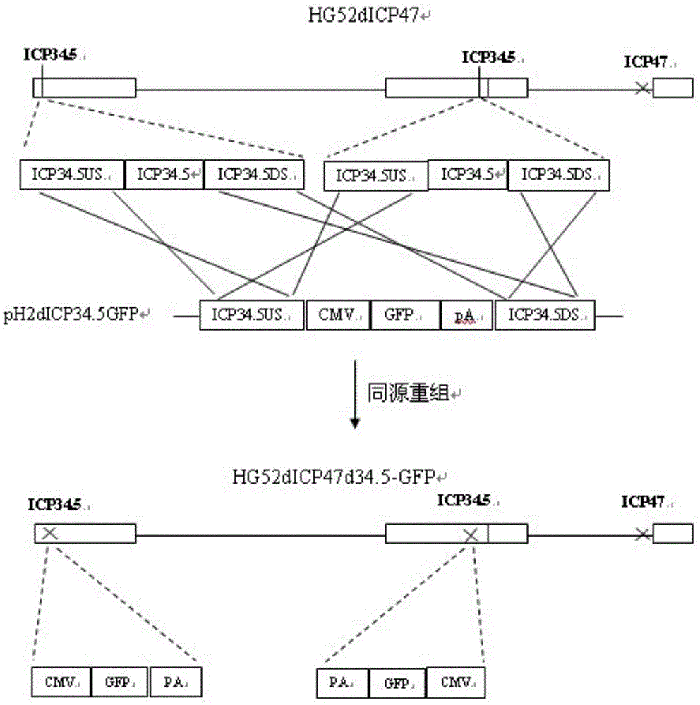 Recombinant oncolytic II-type herpes simplex virus (HSV) and pharmaceutical composition thereof