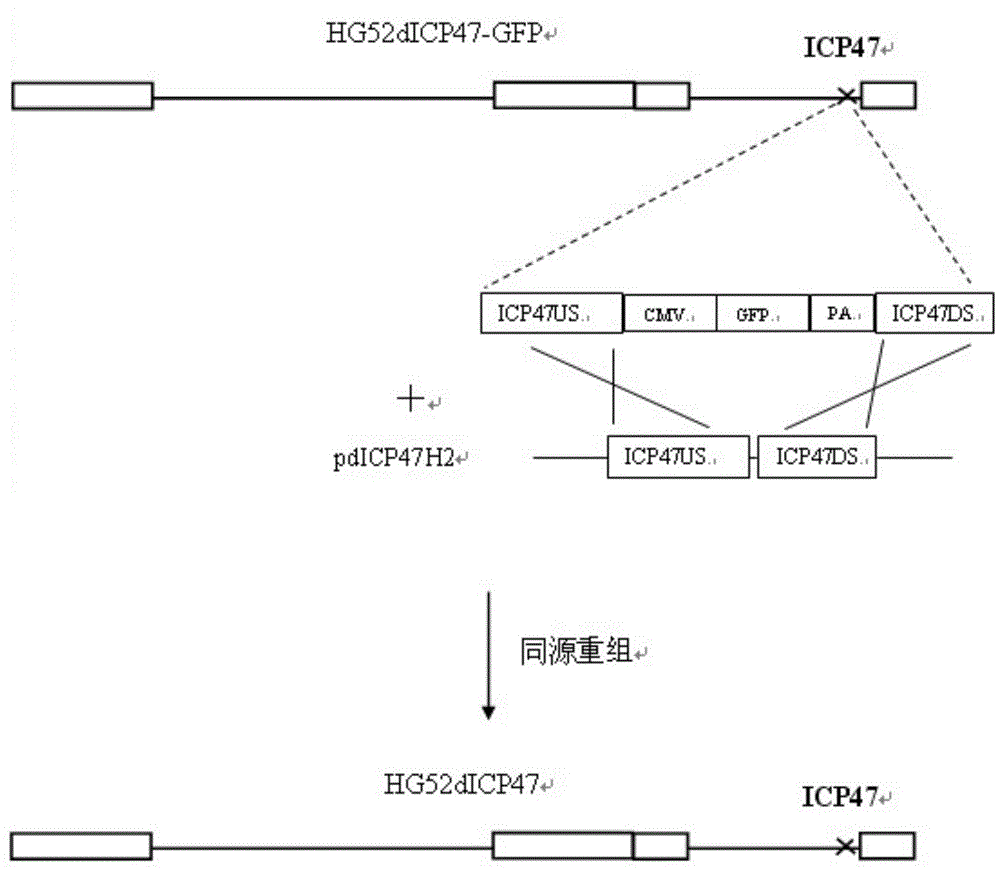 Recombinant oncolytic II-type herpes simplex virus (HSV) and pharmaceutical composition thereof