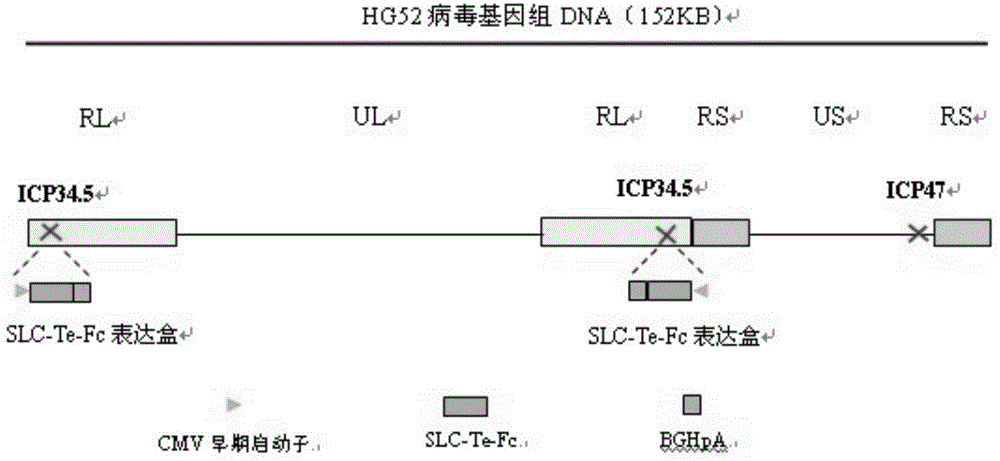 Recombinant oncolytic II-type herpes simplex virus (HSV) and pharmaceutical composition thereof