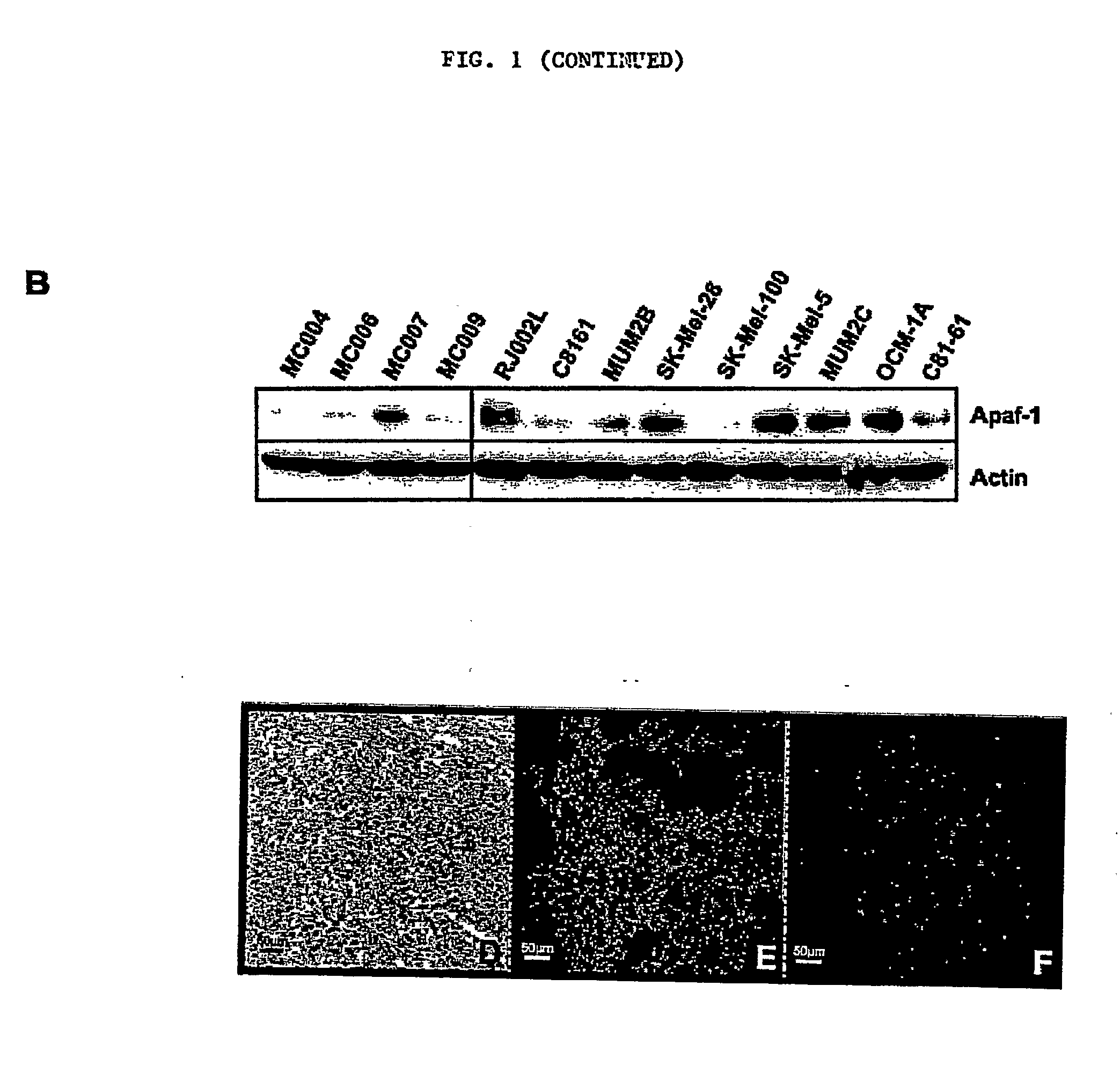 Compositions for Inhibiting Cell Growth and Inducing Apoptosis in Cancer Cells and Methods of Use Thereof