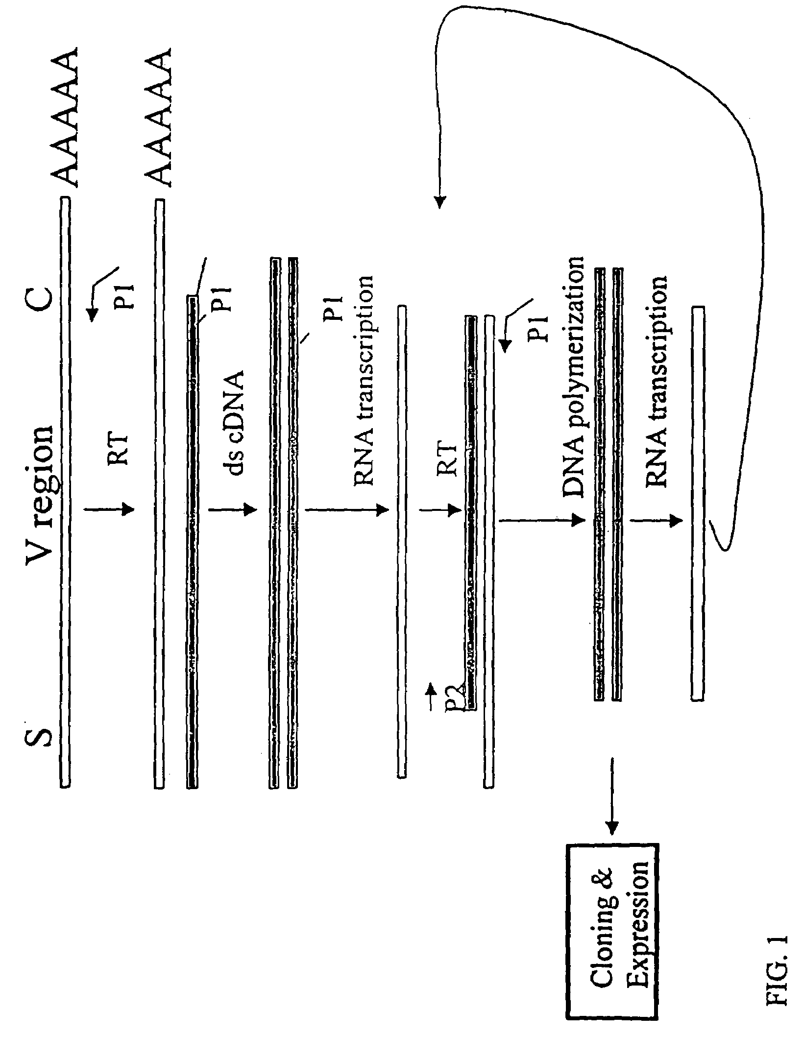 Method for cloning variable domain sequences of immunological gene repertoire