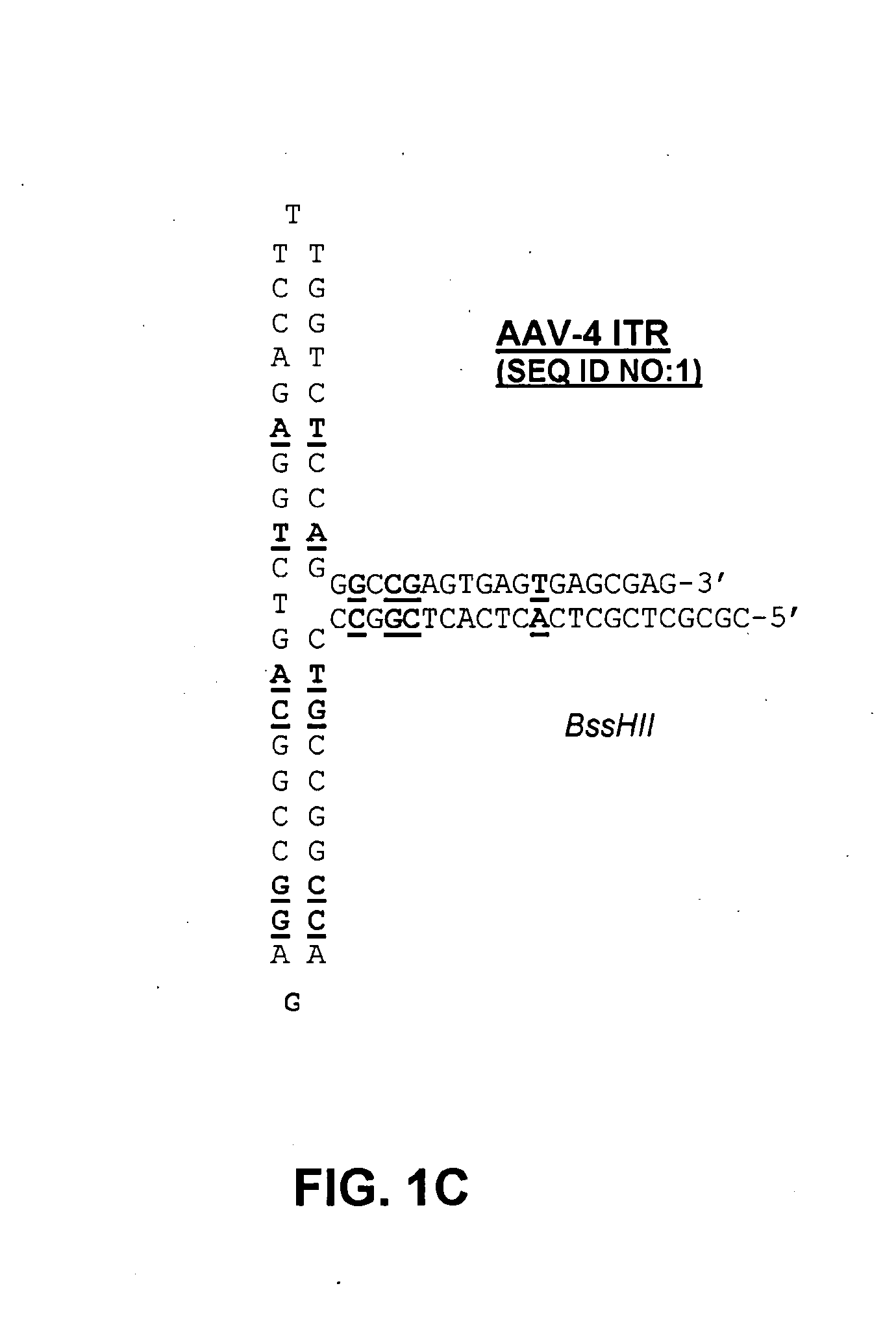 Self-complementary parvoviral vectors, and methods for making and using the same