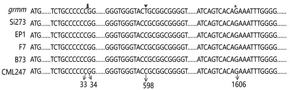 Mutant allele of ZmAMP1 gene and application thereof