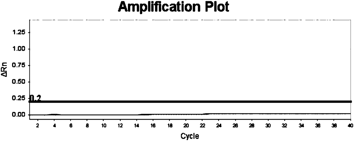 SNP (single nucleotide polymorphism) molecular marker for identifying taxus cuspidata and application of SNP molecular marker