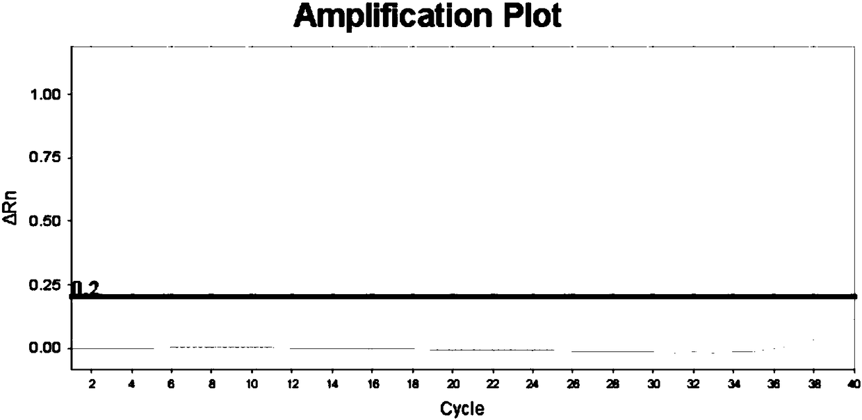 SNP (single nucleotide polymorphism) molecular marker for identifying taxus cuspidata and application of SNP molecular marker