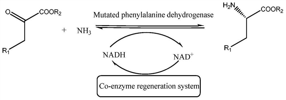 A kind of phenylalanine dehydrogenase for catalyzing the preparation of unnatural amino acid and its application