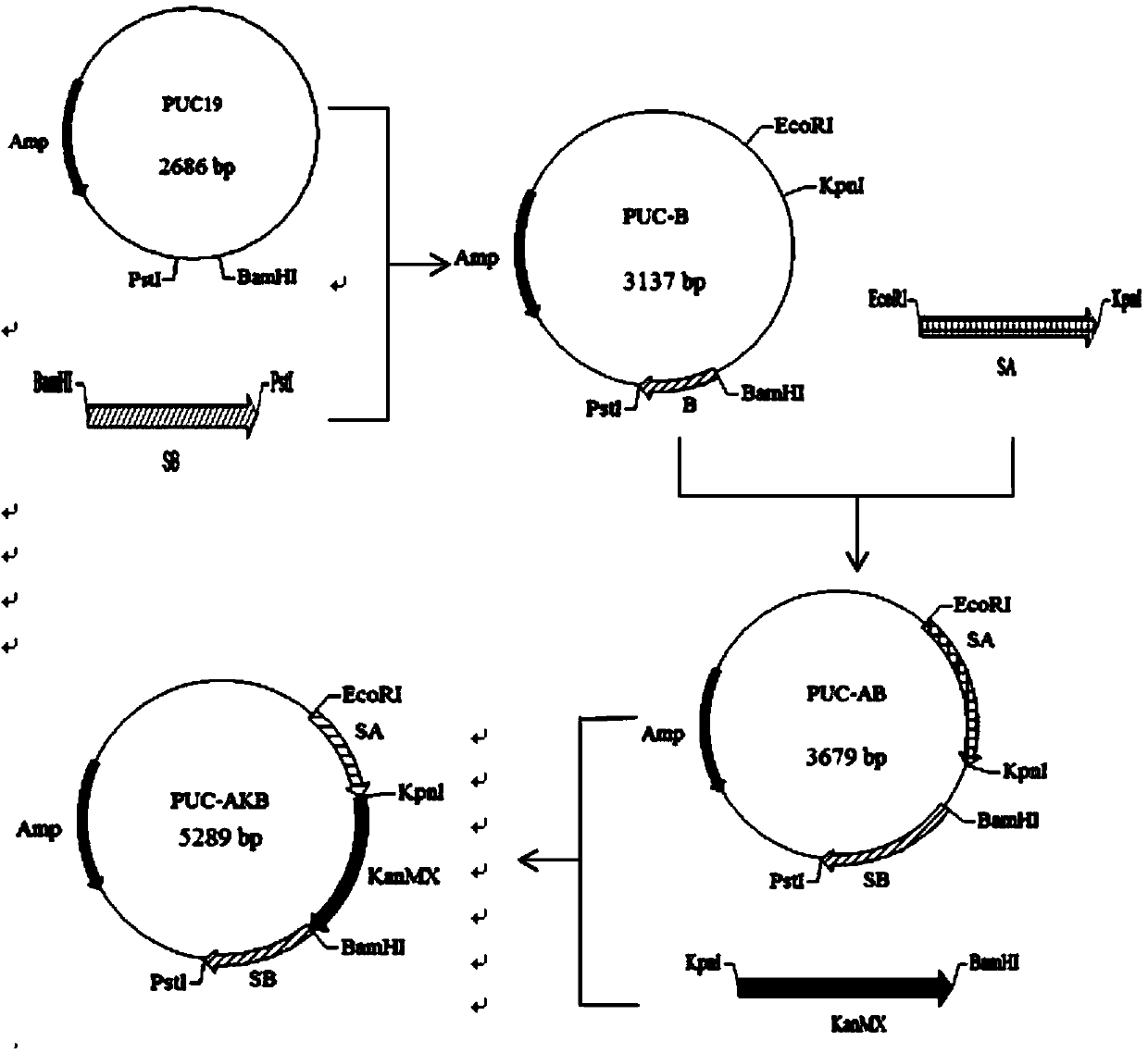 High-activity dry yeast applicable to high-sugar dough fermentation