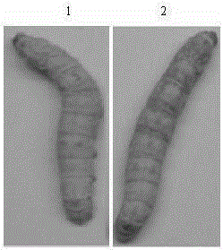 Method for preparing analgesic polypeptide from silkworms