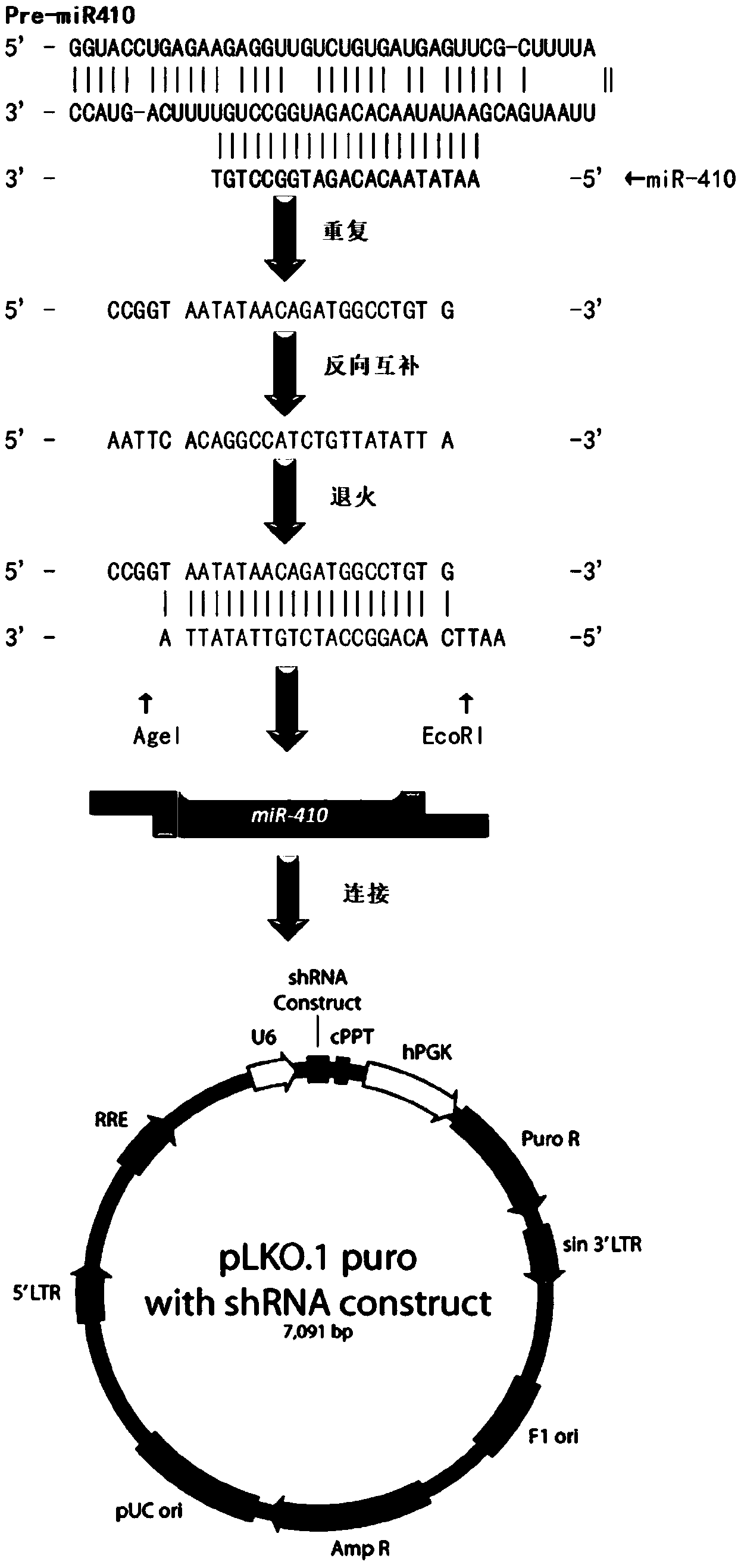 Nucleic acid-derived agiogenesis inhibitor as well as preparation method and application thereof