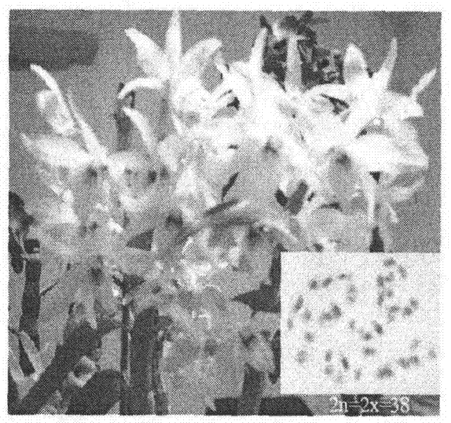Artificial cultivation and seedling industrial production method of dendrobium nobile polyploid compound