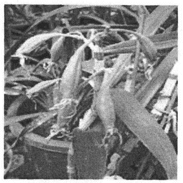Artificial cultivation and seedling industrial production method of dendrobium nobile polyploid compound