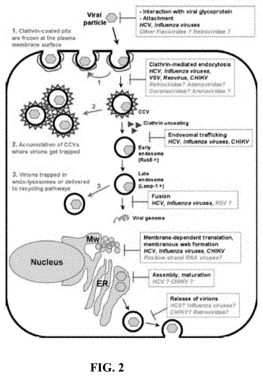 Methods and compositions for inhibiting enveloped viruses using low molecular weight hydrophobically modified polymers