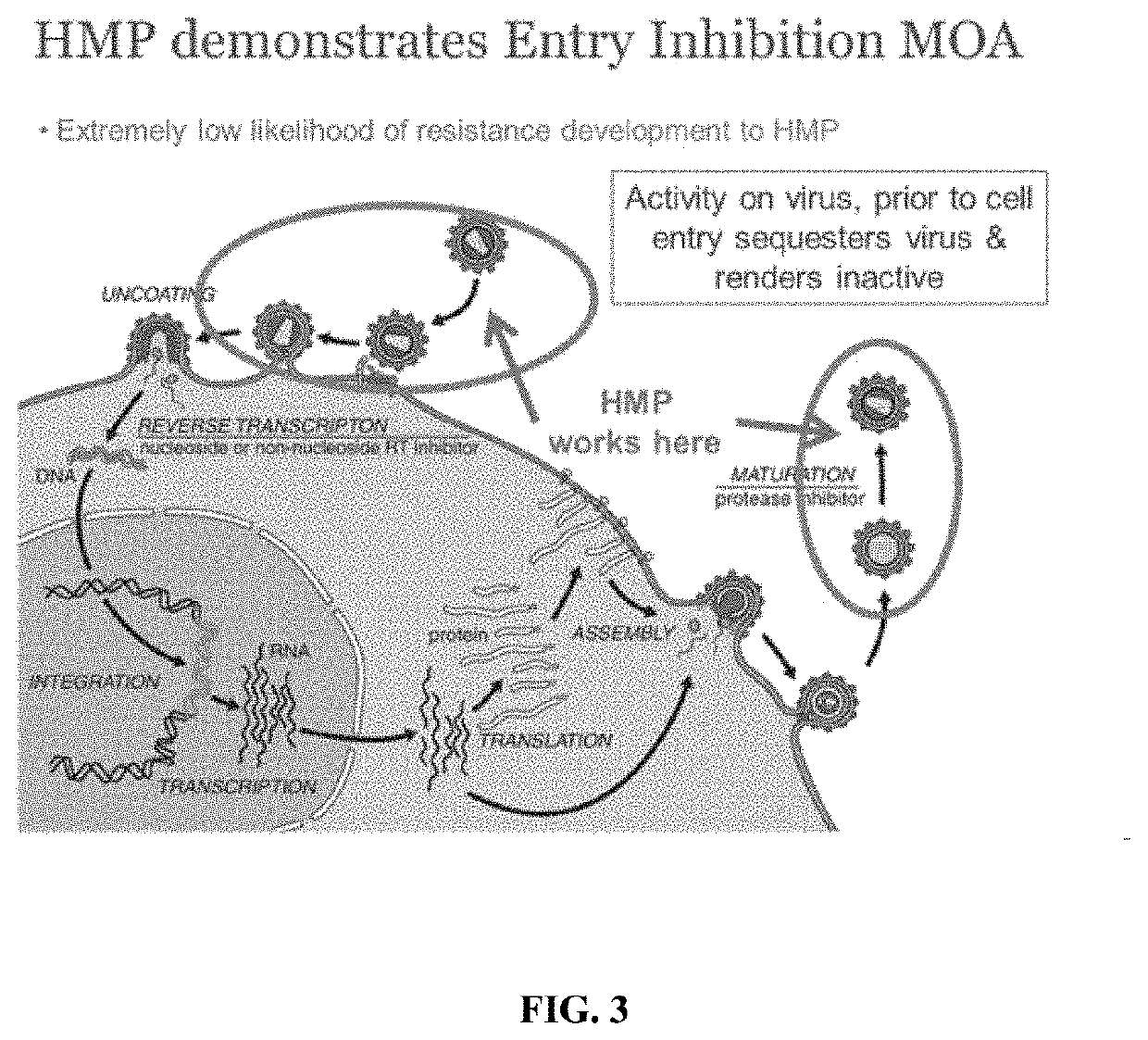 Methods and compositions for inhibiting enveloped viruses using low molecular weight hydrophobically modified polymers