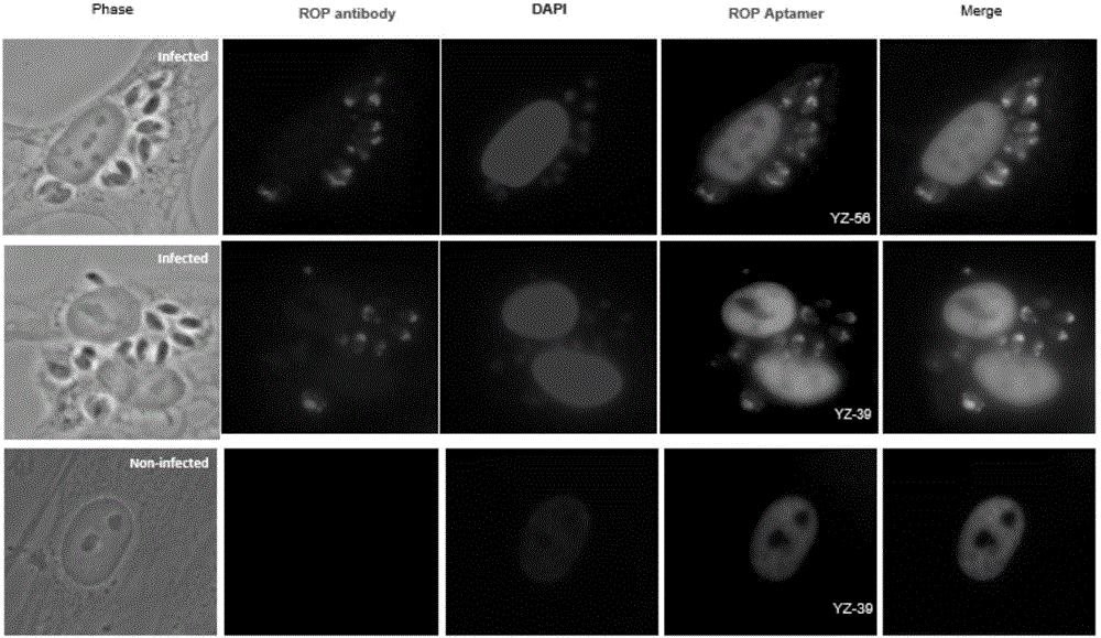 Toxoplasma gondii aptamer sequence and use of toxoplasma gondii aptamer sequence in preparing toxoplasmosis diagnostic reagent or product