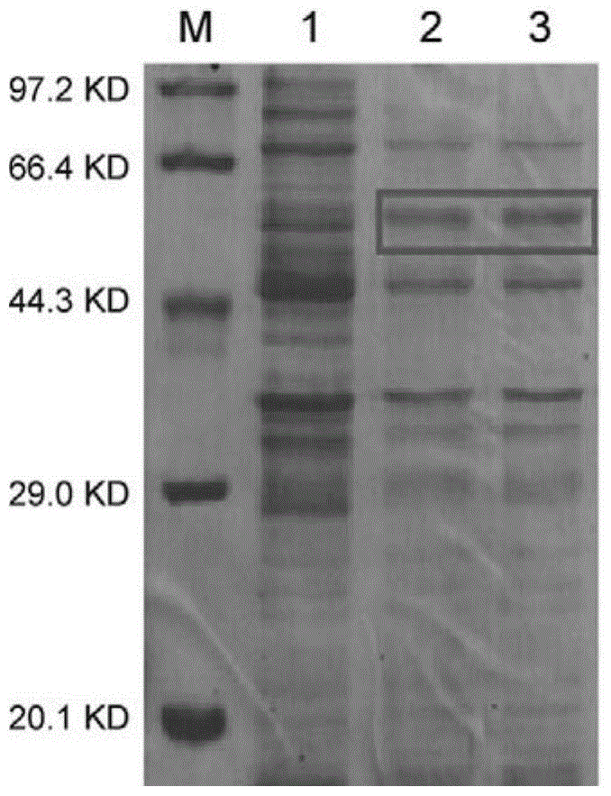 f85-20 protein and its coding gene and its application as β-glucosidase