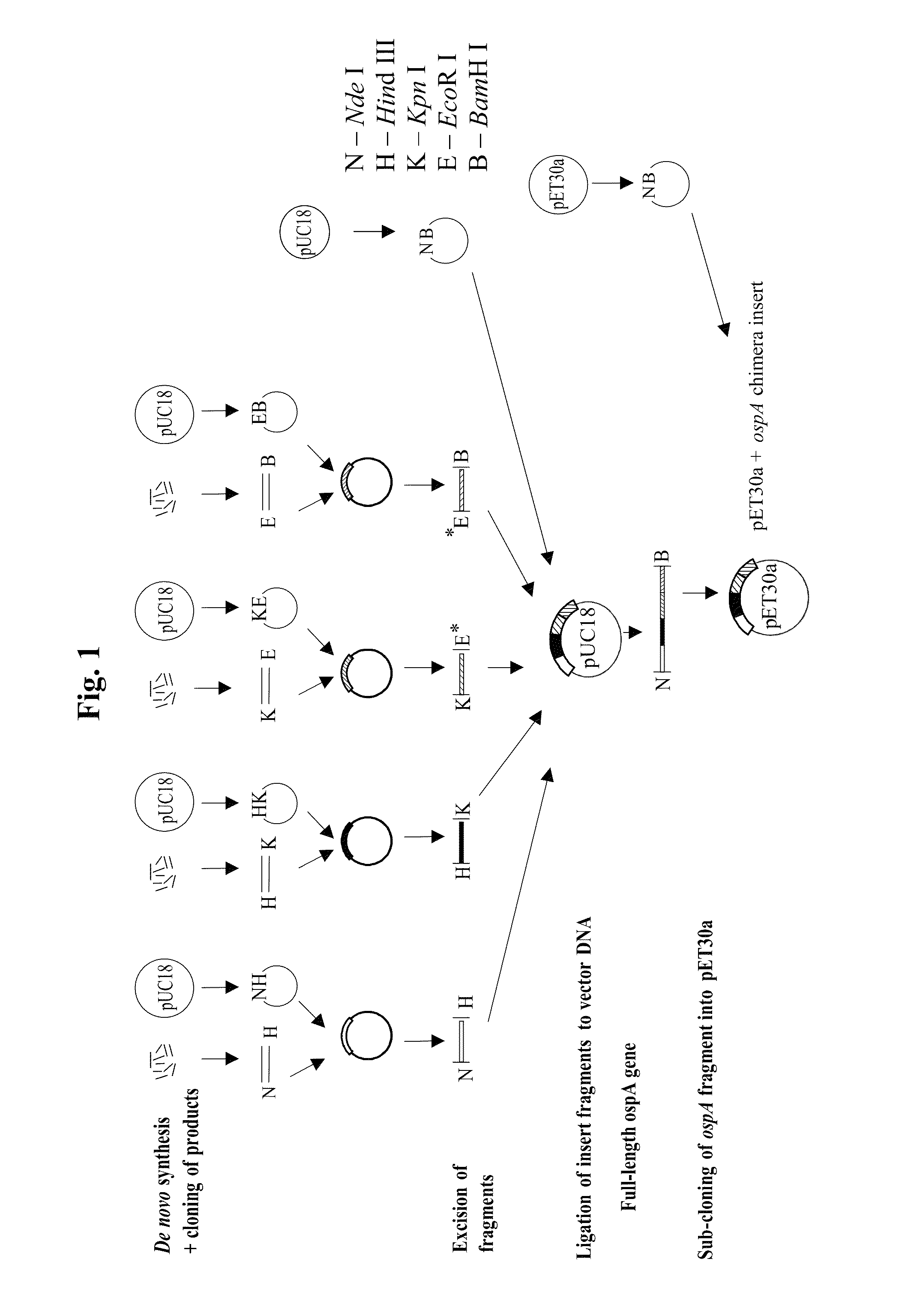 Compositions comprising chimeric OSPA molecules and methods of use thereof
