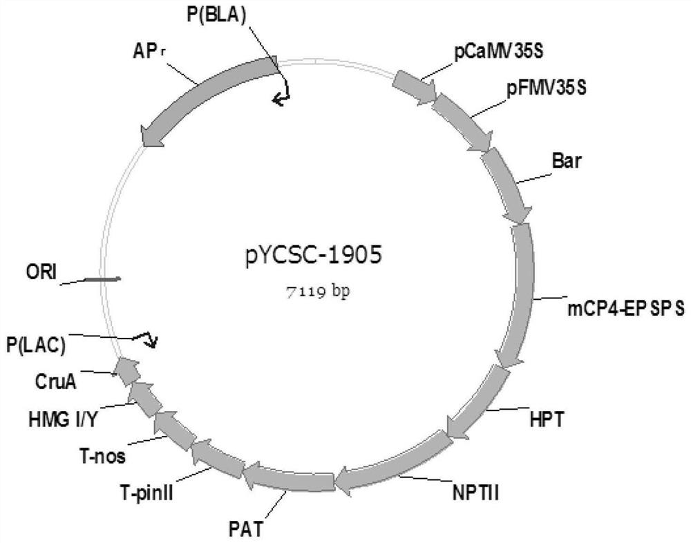 A kind of transgenic rape and its product screening positive plasmid molecule pycsc-1905 and its application