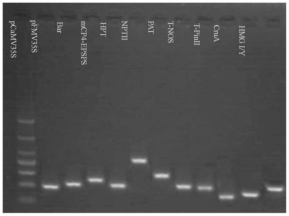 A kind of transgenic rape and its product screening positive plasmid molecule pycsc-1905 and its application