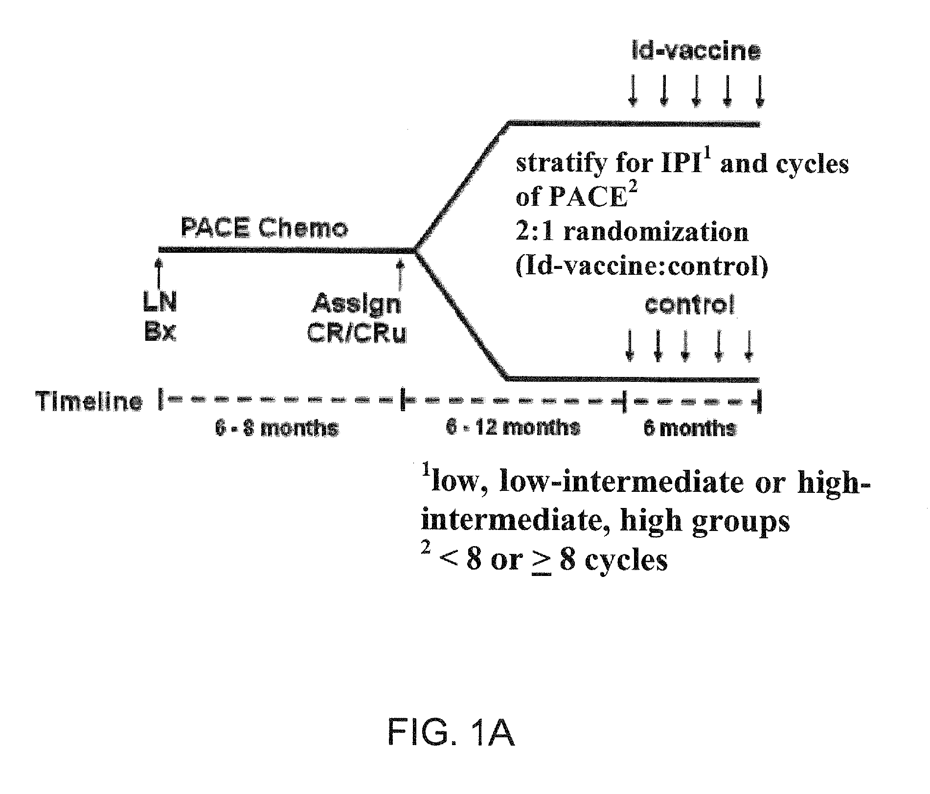 Materials and methods for directing an immune response to an epitope