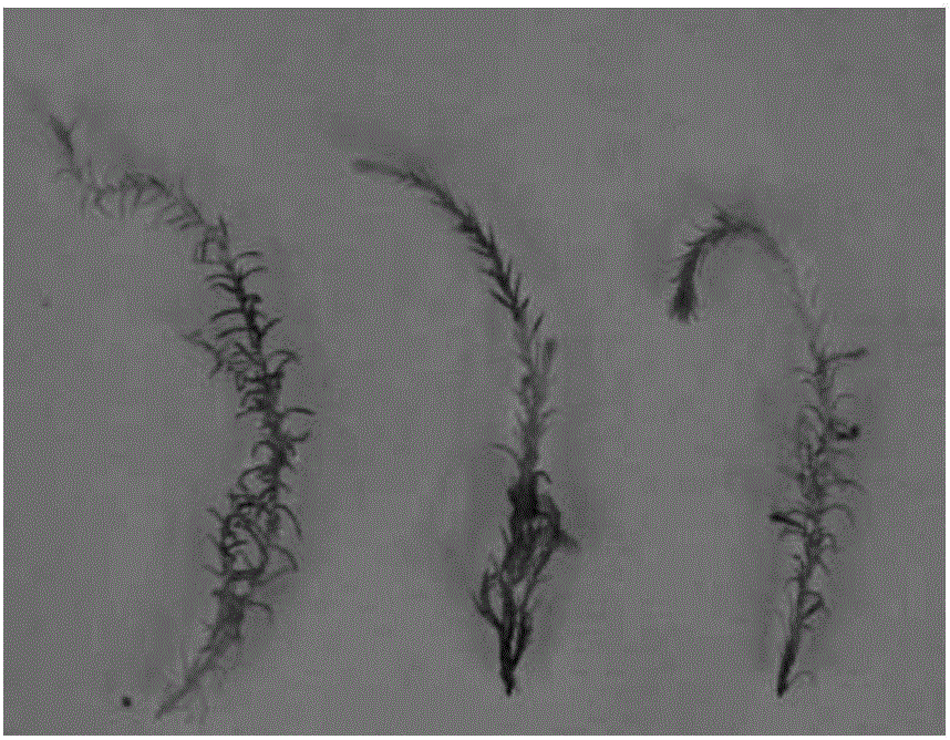 Tamarix hispida instantaneous transformation method