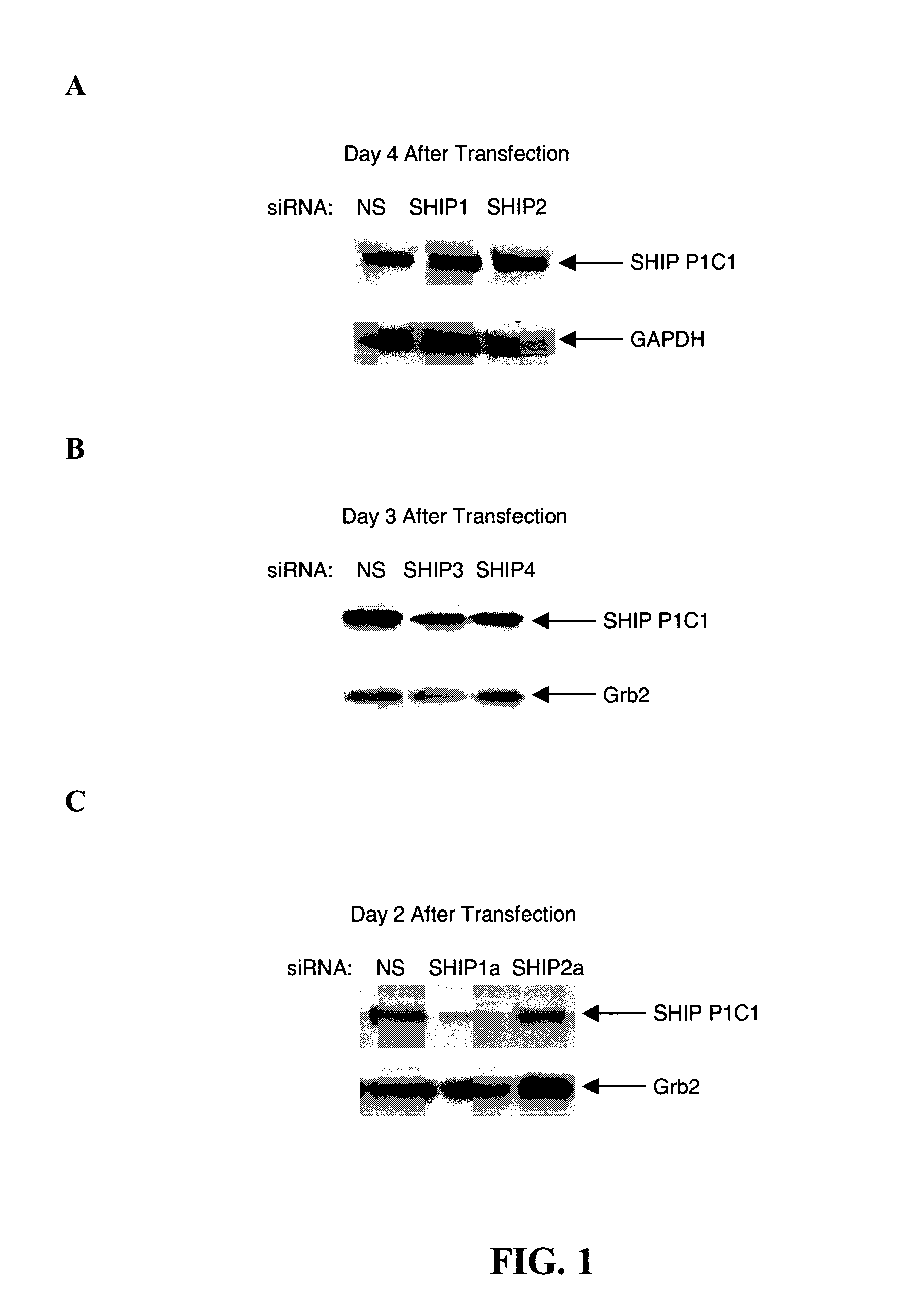 Compositions and methods for treating myelosuppression