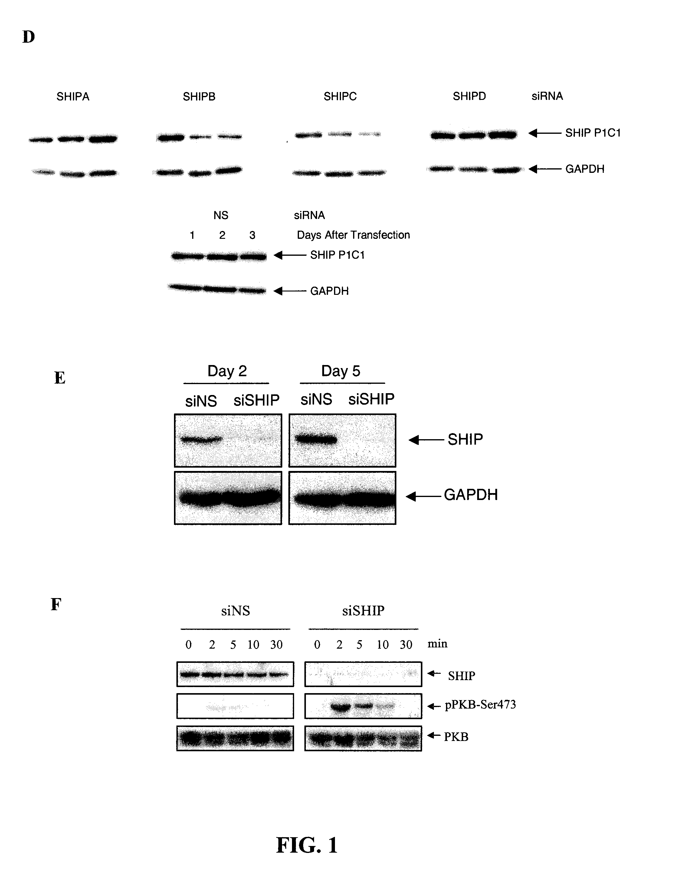 Compositions and methods for treating myelosuppression