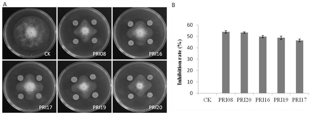 A kind of peanut endogenous Burkholderia cepacia and application thereof