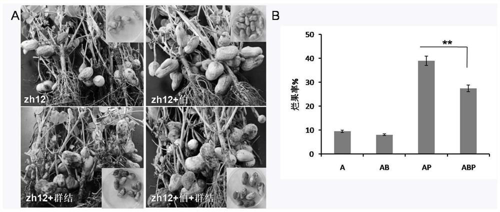 A kind of peanut endogenous Burkholderia cepacia and application thereof