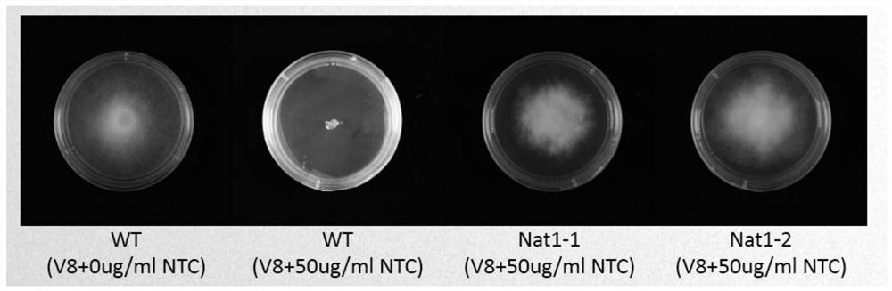 Application of Nat1 gene as selection marker in genetic transformation of oomycetes