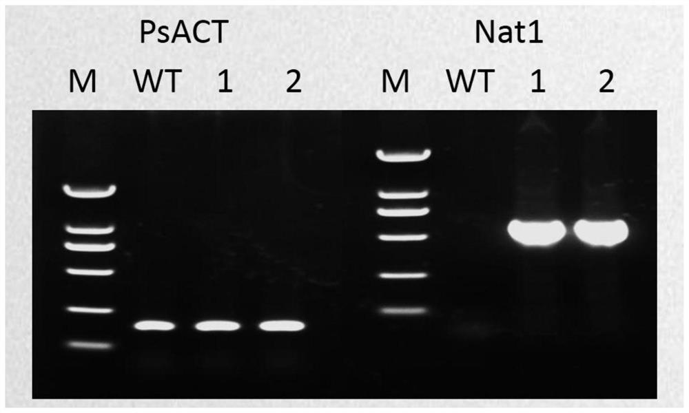 Application of Nat1 gene as selection marker in genetic transformation of oomycetes