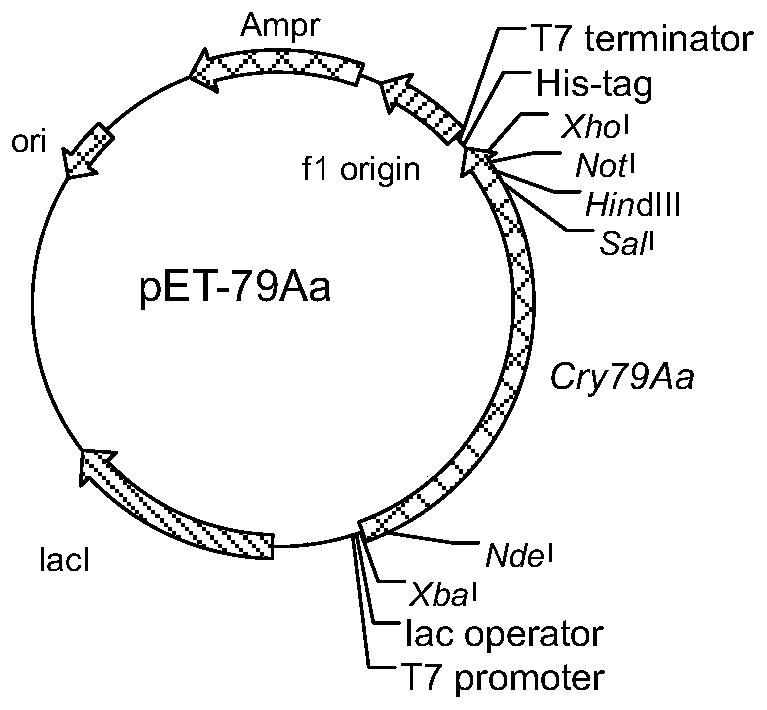 Bacillus thuringiensis insecticidal gene cry79Aa1, expression protein and application thereof