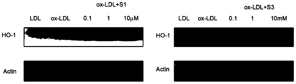 Application of homoplantaginin and derivatives of homoplantaginin as Nrf-2 activators