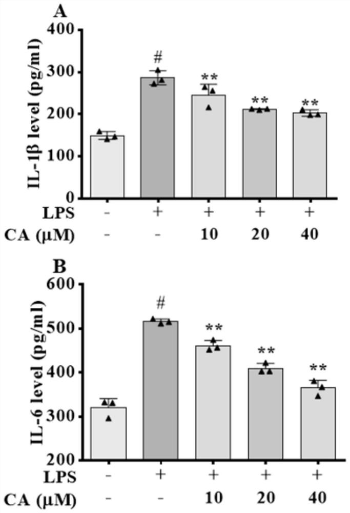 Application of evodiamine in preparation of anti-inflammatory drugs and/or immunosuppressor drugs