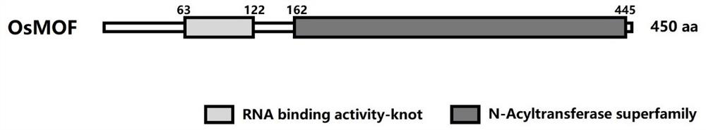 Application of epigenetic modification of osmof protein in improving rice yield traits