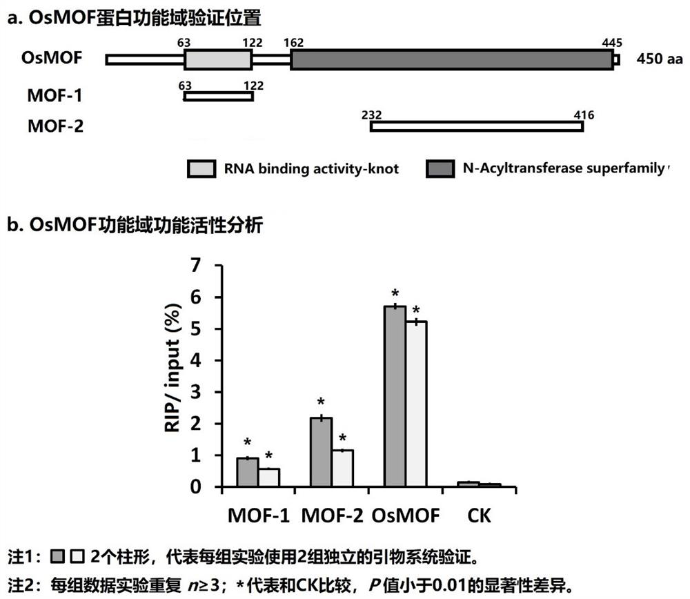 Application of epigenetic modification of osmof protein in improving rice yield traits