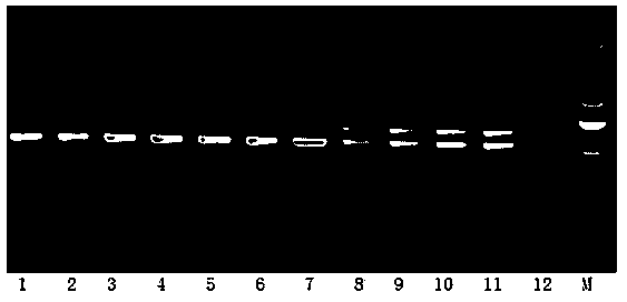 SCAR molecular mark for performing sex identification of siraidia grosvenorii