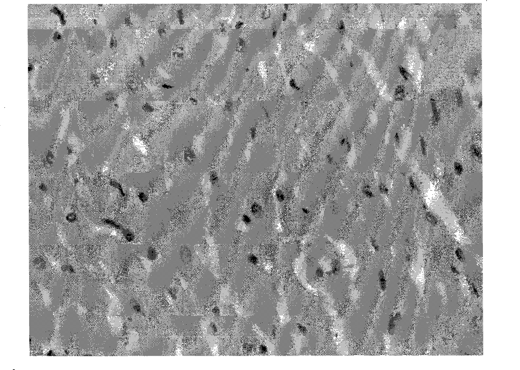 Anti-myocardial remodelling polypeptide, preparation method thereof, preparations and application thereof in preparation of anti-myocardial remodelling medicament