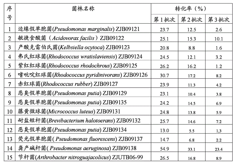 Rhodococcus rhodochrous and use thereof as catalyst for use in preparation of iminodiacetic acid from iminodiacetonitrile