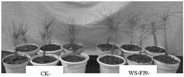 Burkholderia multivorans WS FJ9 and application thereof to growth promotion of pine